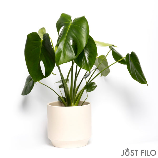 6" Monstera Split Leaf (We don’t ship plants -Delivery is only available in Santa Monica)
