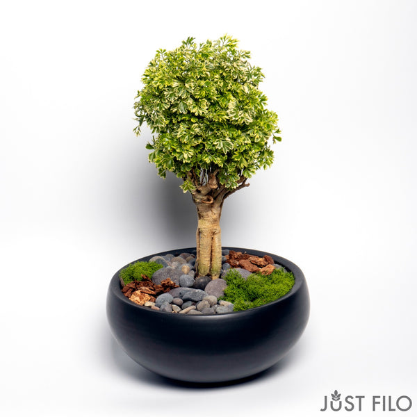 Aralia Ming Gold Mini Bonsai in Brown Bowl 8 Inches