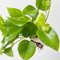 6" Pothos (We don’t ship plants -Delivery is only available in Santa Monica)