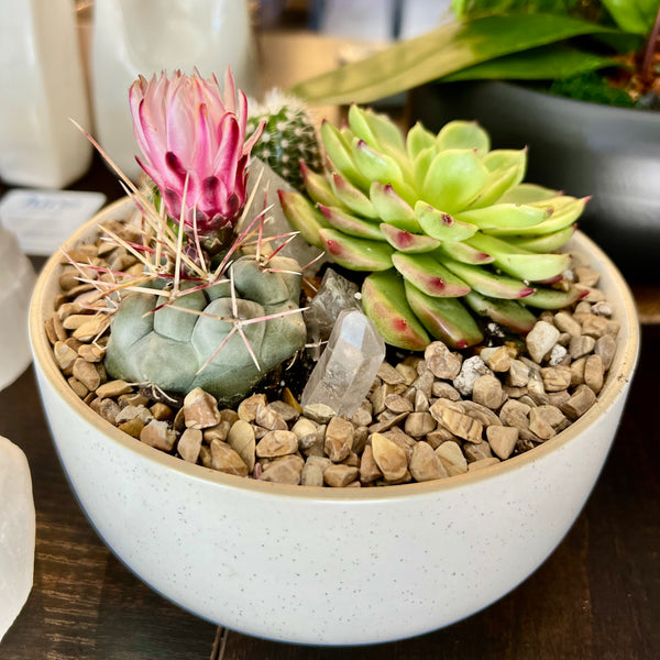 Cactus arrangement in Off White Bowl 6" with Clear Quartz - San Valentine’s Special