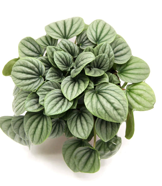 Peperomia Frost 4"