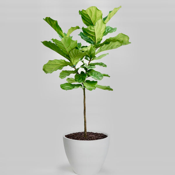 Fiddle Leaf Fig Ficus