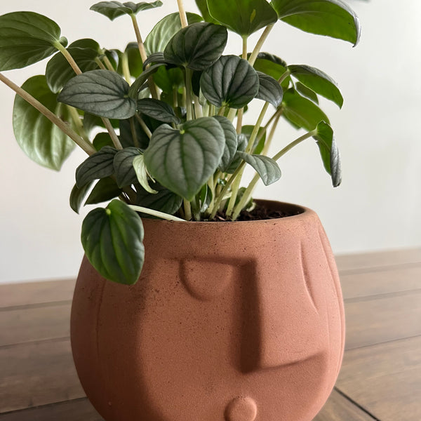 Peperomia Frost in Ceramic Round Face Pot 5"